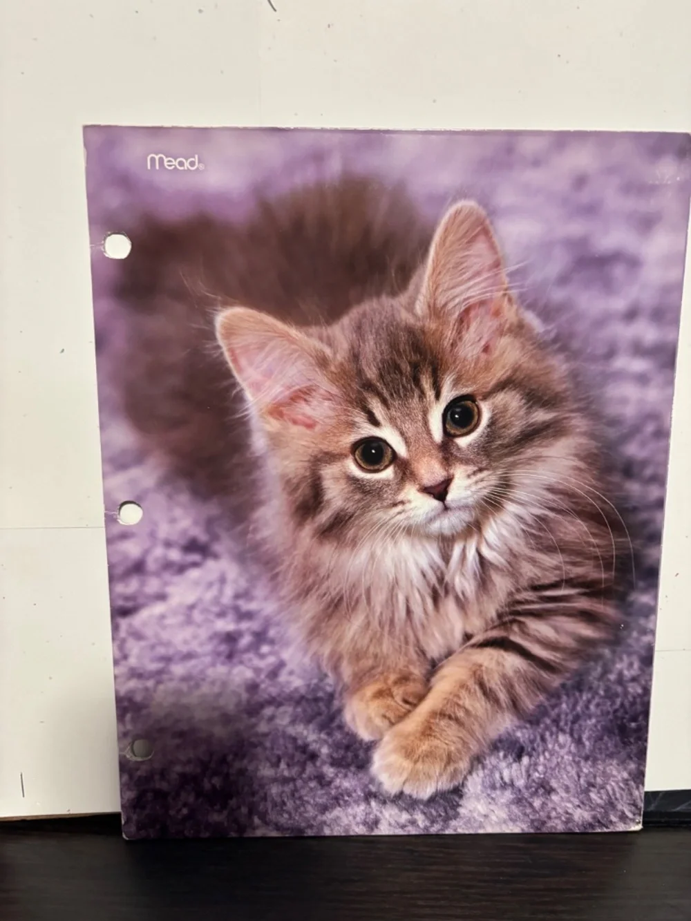 Cat/ Kitten Folder Bundle